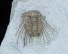 Killer Kettneraspis Trilobite From Oklahoma #3221-5